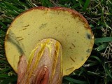 Boletochaete bicolor image