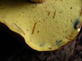 Boletochaete bicolor image