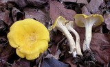 Cantharellus tenuithrix image