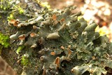 Nephroma resupinatum image