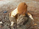 Battarrea phalloides image