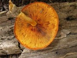 Gymnopilus liquiritiae image