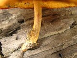 Gymnopilus liquiritiae image