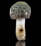 Russula parvovirescens image