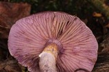 Cortinarius anomalus image