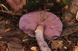 Cortinarius anomalus image