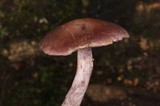 Cortinarius anomalus image