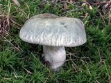 Russula parvovirescens image