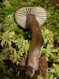 Gliophorus irrigatus image