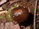 Gliophorus irrigatus image