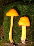 Humidicutis marginata image