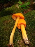 Humidicutis marginata image