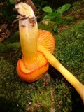 Humidicutis marginata image