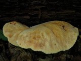 Piptoporus quercinus image