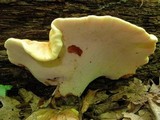 Piptoporus quercinus image
