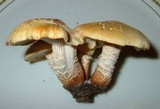 Neolentinus lepideus image