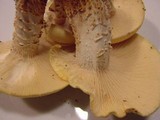 Neolentinus lepideus image