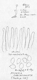 Mycena subcucullata image