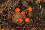Calostoma cinnabarinum image
