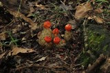 Calostoma cinnabarinum image
