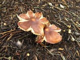 Gymnopus luxurians image