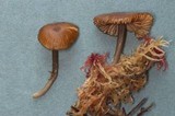 Entoloma caliginosum image
