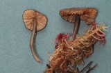 Entoloma caliginosum image