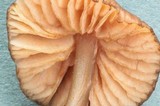 Entoloma caliginosum image