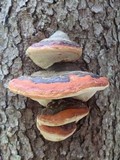 Fomitopsis mounceae image
