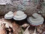 Fomitopsis mounceae image