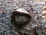Fomitopsis mounceae image
