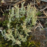 Cladonia multiformis image