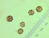 Lactarius subvernalis image