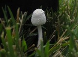Leucocoprinus cretaceus image
