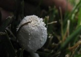 Leucocoprinus cretaceus image