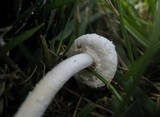 Leucocoprinus cretaceus image