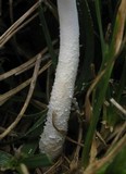 Leucocoprinus cretaceus image
