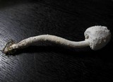 Leucocoprinus cretaceus image
