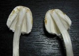 Leucocoprinus cretaceus image
