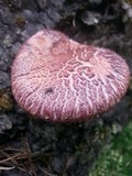 Gymnopilus thiersii image
