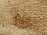 Entoloma caliginosum image