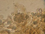 Entoloma caliginosum image