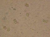 Entoloma caliginosum image