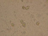 Entoloma caliginosum image