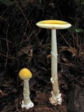 Amanita praecox image