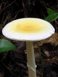 Amanita praecox image