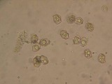 Entoloma caliginosum image
