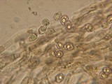 Entoloma caliginosum image