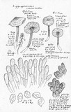 Entoloma caliginosum image