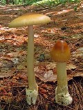 Amanita amerifulva image